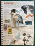 Blue Heron page Oct2018